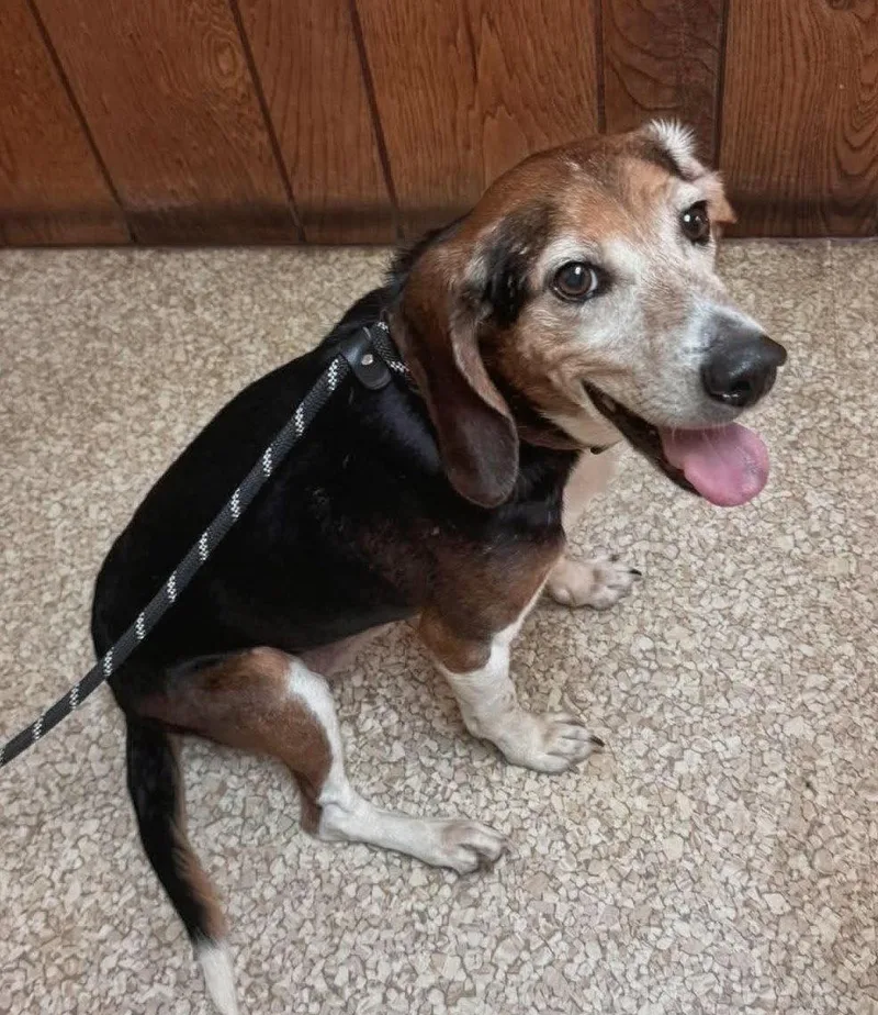 A senior small-sized male Beagle dog named Denton for adoption in Dunnellon, FL