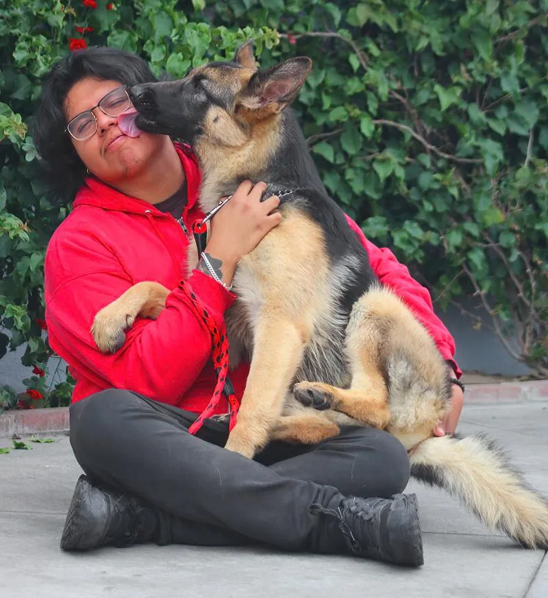 A young large-sized female Black German Shepherd Dog dog named Sienna Von Saalfeld for adoption in Los Angeles, CA