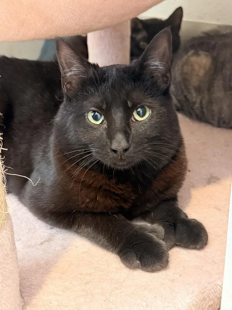 A baby small-sized male Black Domestic Short Hair cat named Chowder for adoption in Vancouver, WA
