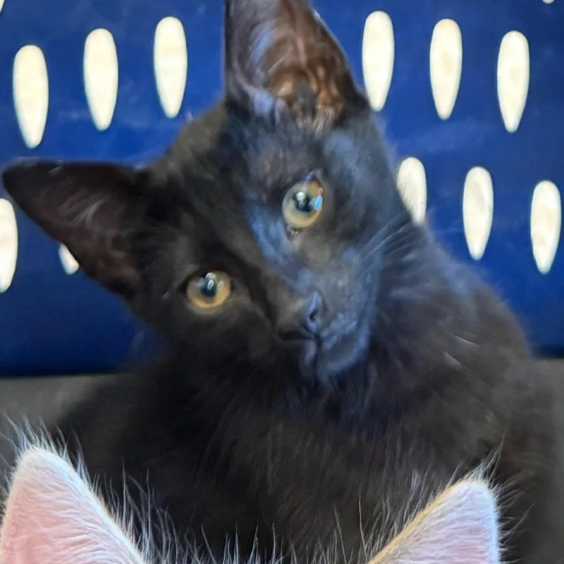 A baby small-sized female Black Domestic Short Hair cat named Storm for adoption in Birmingham, AL