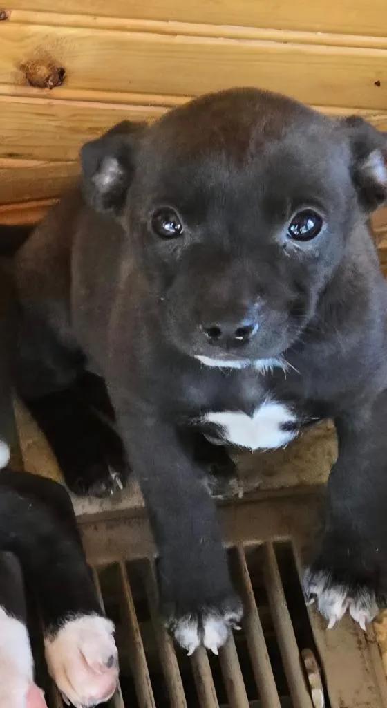 A baby small-sized female Mixed Breed dog named Little Bit for adoption in Rutherfordton, NC