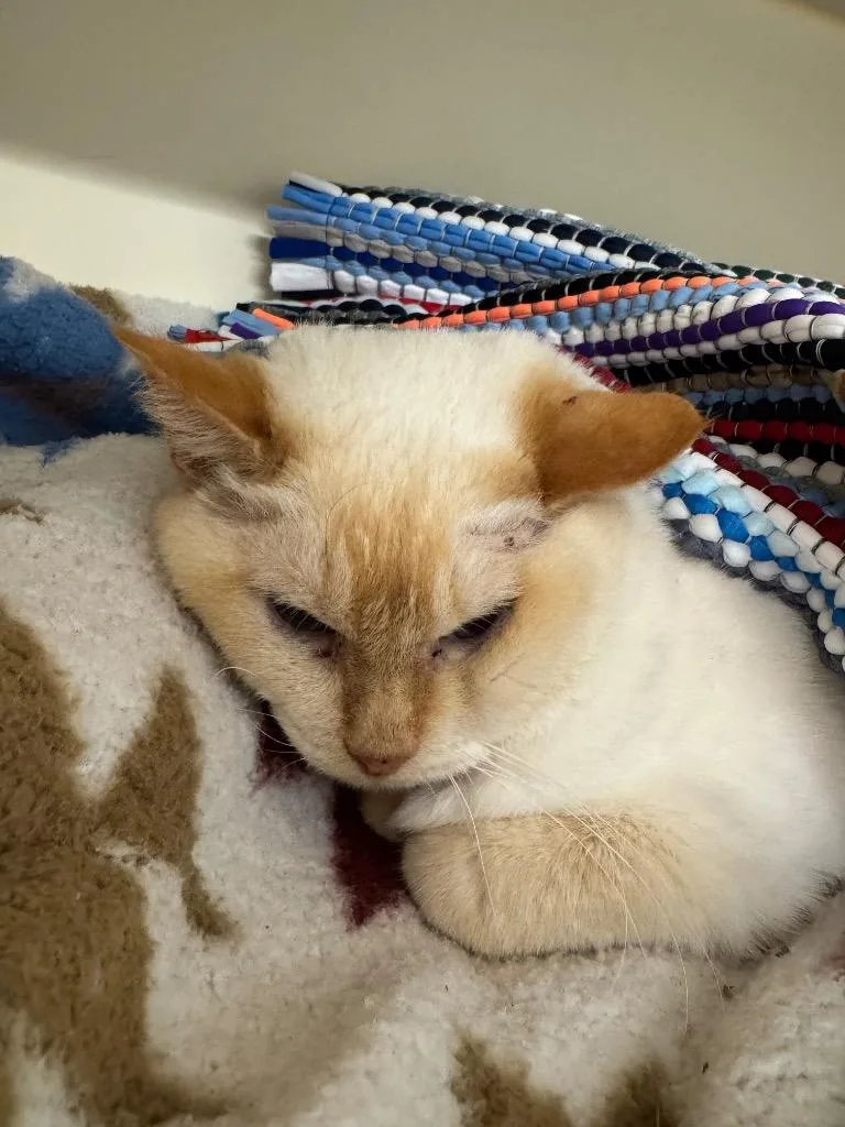 A senior medium-sized male Domestic Short Hair cat named Dobbie for adoption in Bloomington, IN