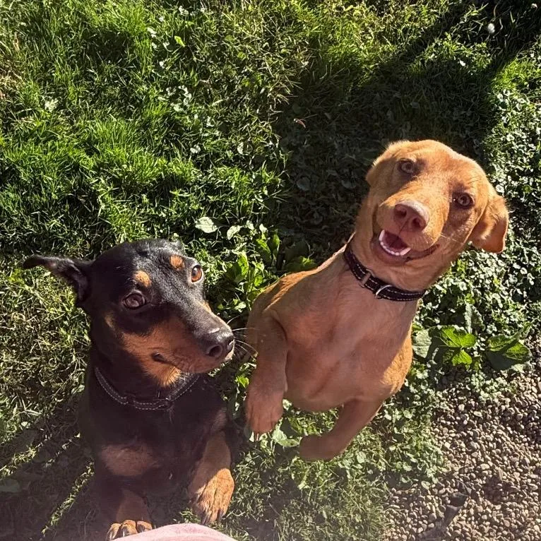 A young medium-sized female Black Dachshund dog named Thunder for adoption in Kittanning, PA