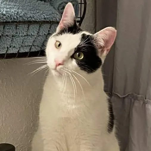 An adult small-sized male White Domestic Short Hair cat named Edgar Allen Paw for adoption in Winchester, VA