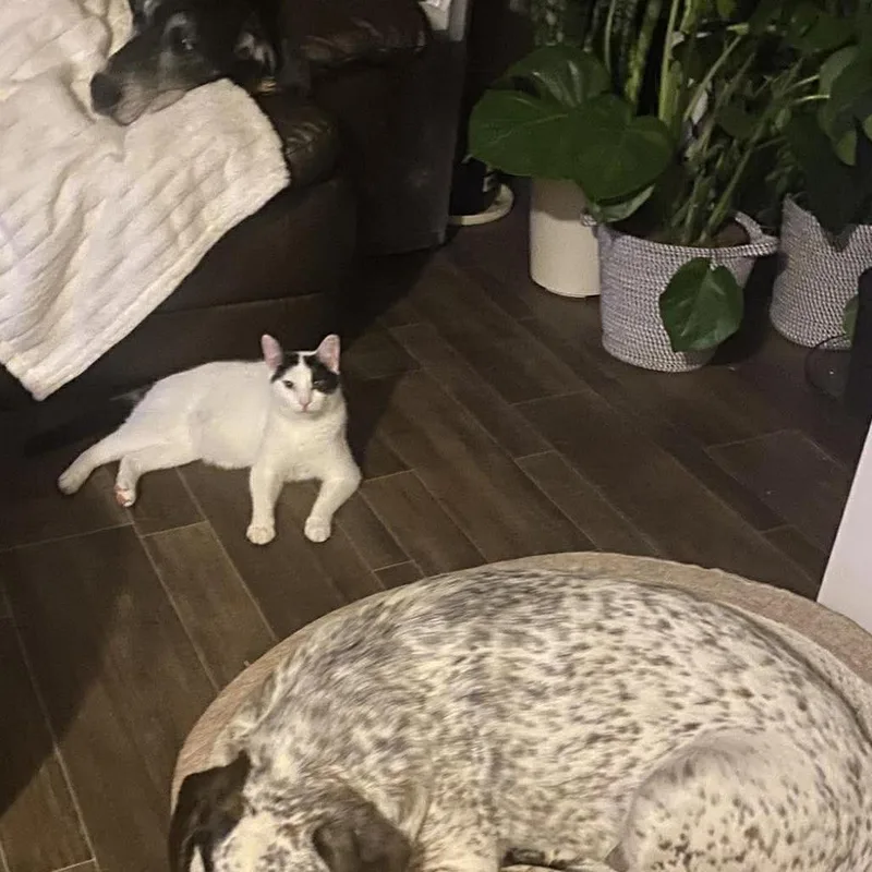 Edgar Allen Paw thumbnail 2