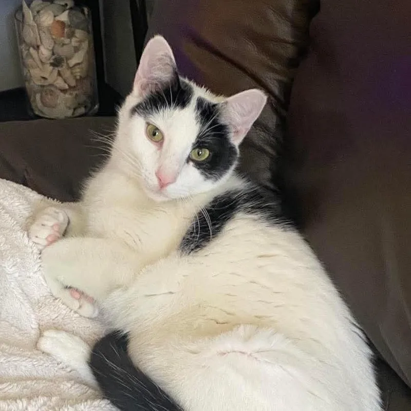 Edgar Allen Paw thumbnail 3