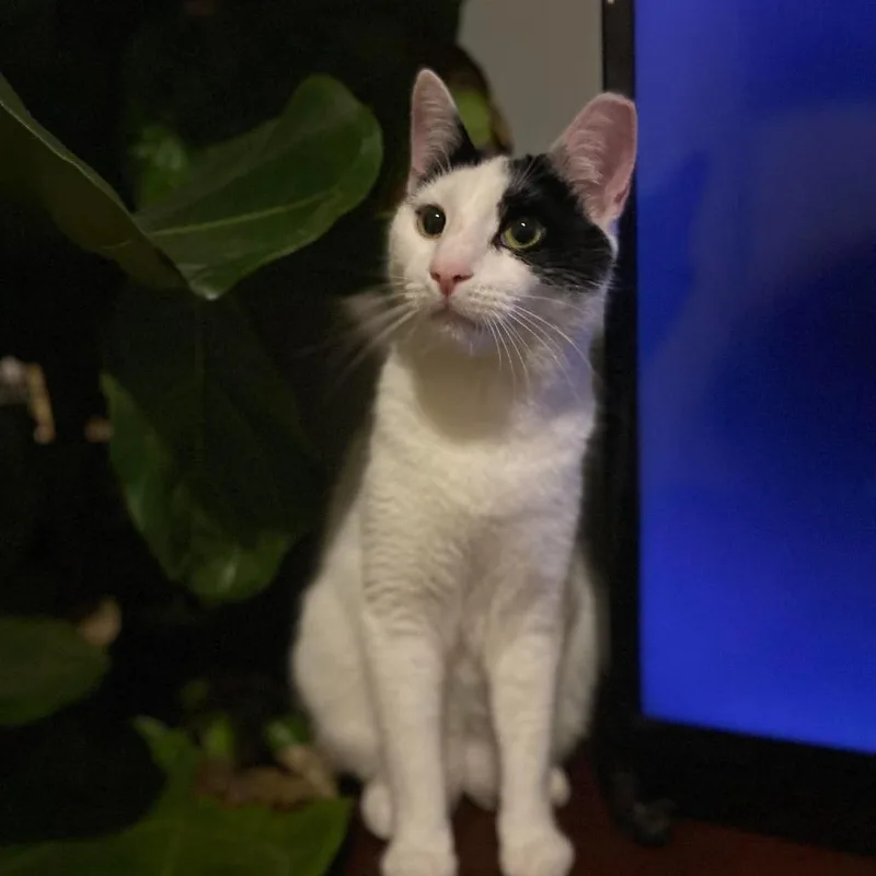 Edgar Allen Paw thumbnail 4