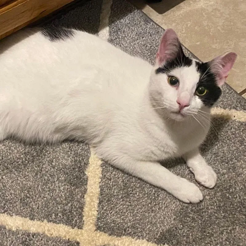 Edgar Allen Paw thumbnail 5