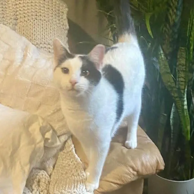 Edgar Allen Paw thumbnail 6