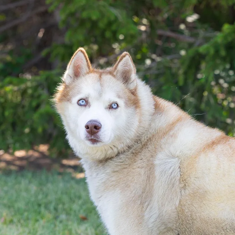 A senior large-sized female Red / Chestnut / Orange Mixed Breed dog named Sugar for adoption in Dearborn, MI