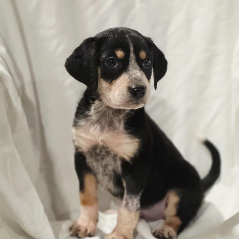 A baby medium-sized female Black Bluetick Coonhound dog named Zelda for adoption in Blairstown, NJ