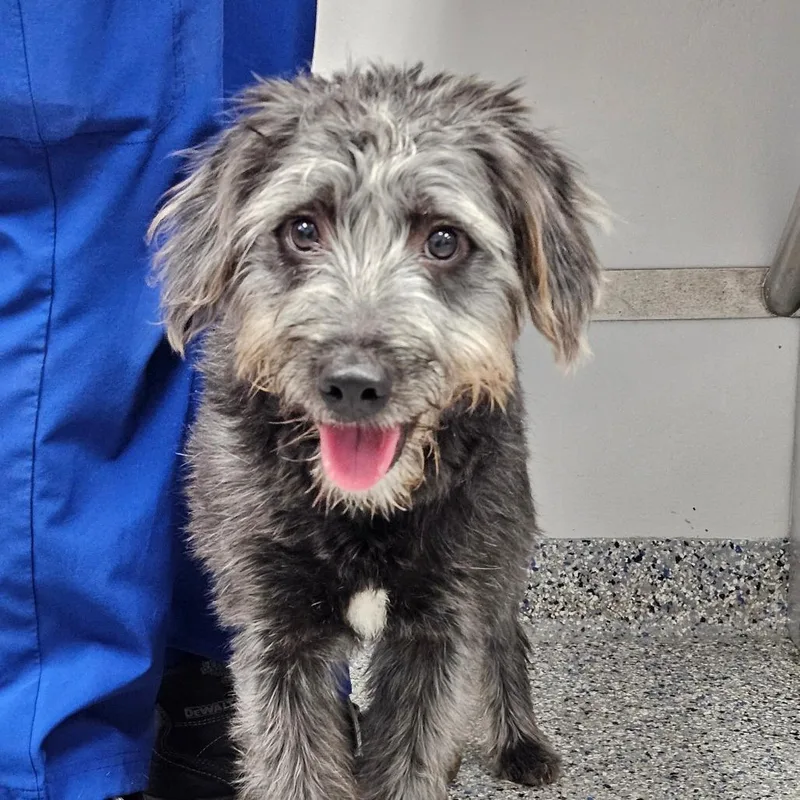 A young medium-sized female Gray / Blue / Silver Mixed Breed dog named Lucy for adoption in Greenville, SC