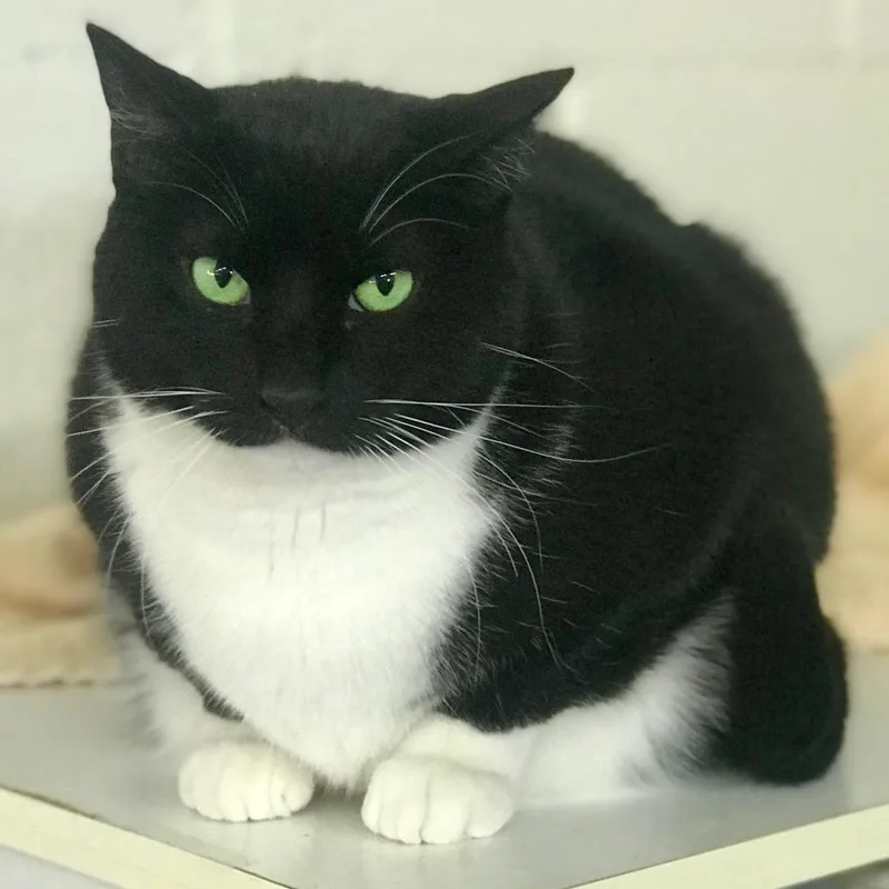 An adult medium-sized female Black & White / Tuxedo Domestic Short Hair cat named Oreo for adoption in Blackfoot, ID