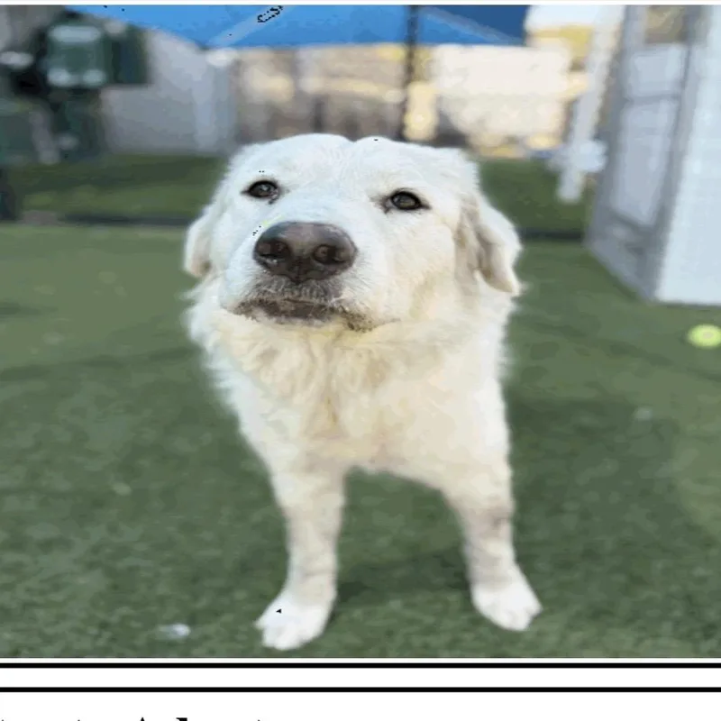 An adult large-sized female White / Cream Mixed Breed dog named Hazel for adoption in Pasadena , MD