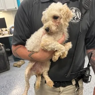 An adult small-sized female Maltese dog named Emerald for adoption in Danbury, CT