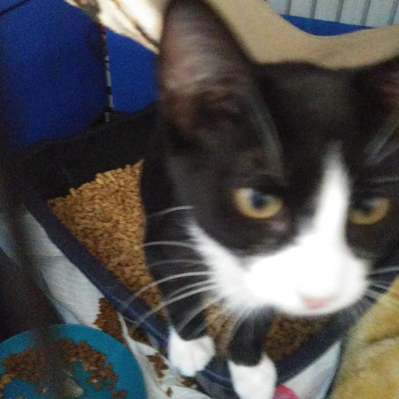 A baby medium-sized male Black & White / Tuxedo Domestic Short Hair cat named Winston for adoption in Port Wentworth, GA