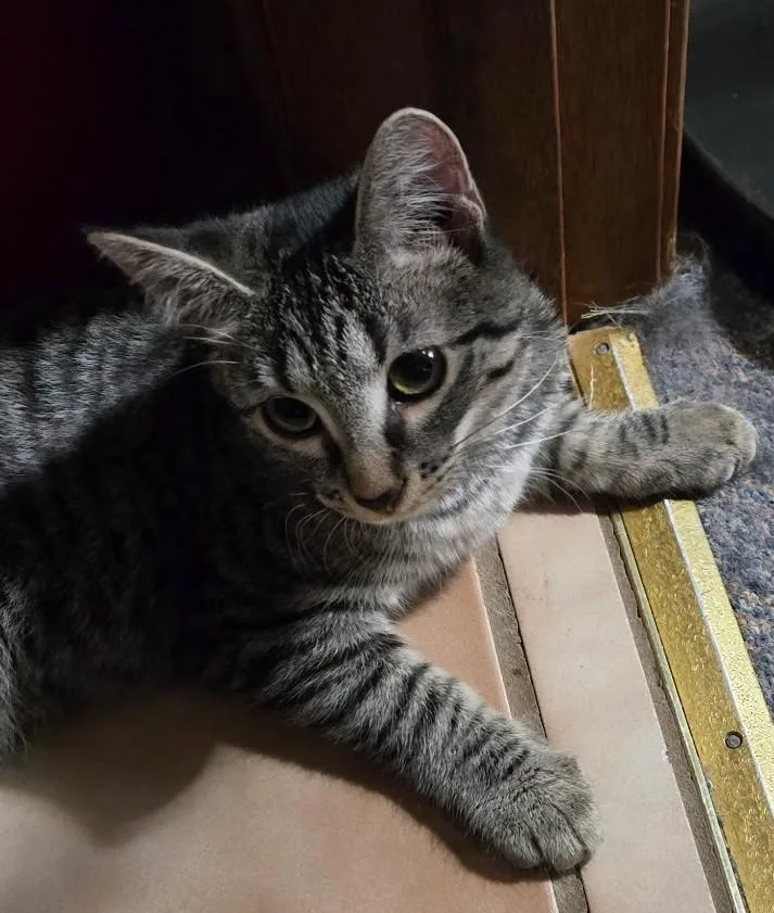A baby medium-sized female Gray / Blue / Silver Domestic Short Hair cat named Willow for adoption in Finlayson, MN