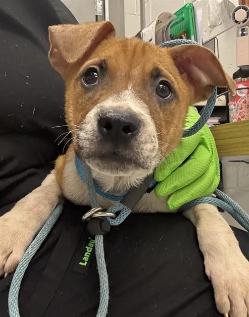 A baby small-sized male Pit Bull Terrier dog named Sherlock Bones for adoption in Indianapolis, IN