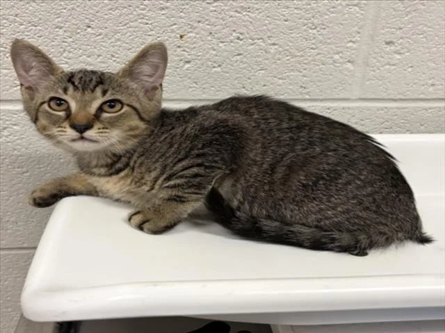 A baby small-sized female Domestic Short Hair cat named Sue Bird for adoption in Derwood, MD