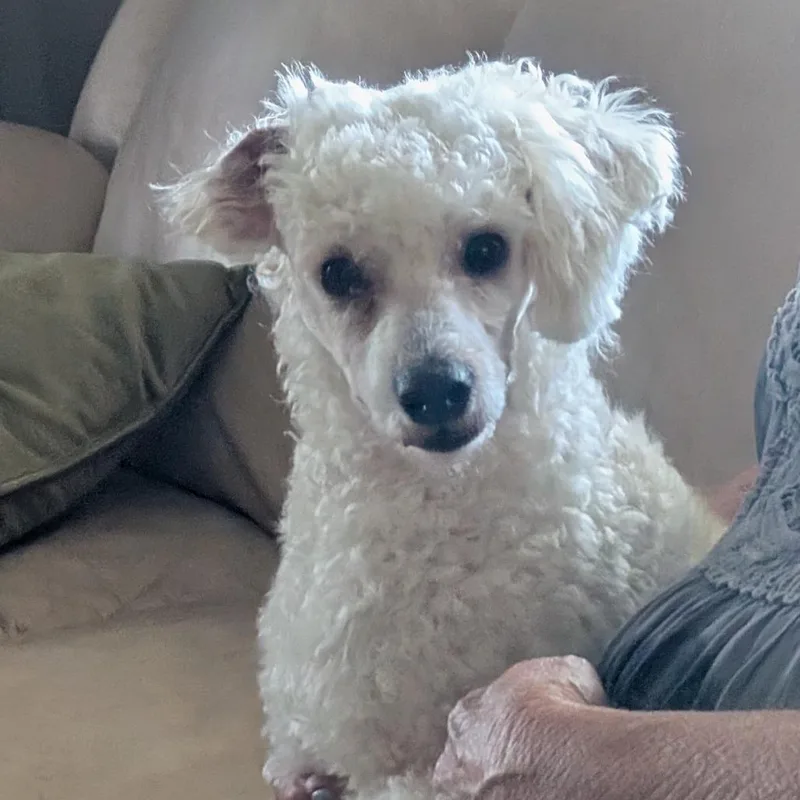 A young small-sized male White / Cream Miniature Poodle dog named Rusty for adoption in TITUSVILLE, FL