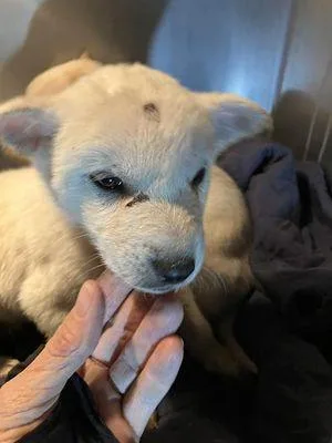 A baby medium-sized female Mixed Breed dog named Shug for adoption in Holbrook, NY