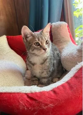 A baby large-sized male Tabby (Gray / Blue / Silver) Domestic Short Hair cat named Cado for adoption in Everett, WA