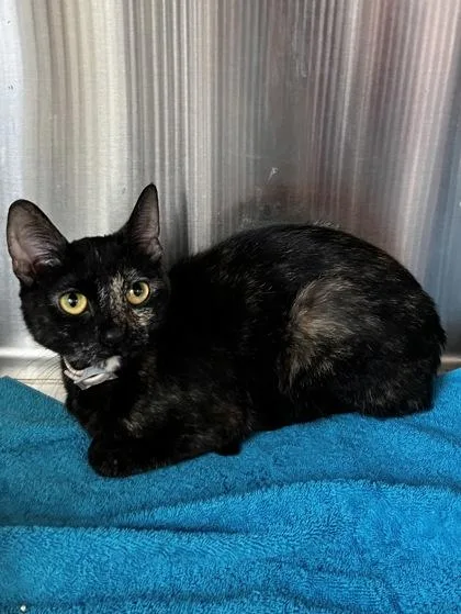 An adult small-sized female Domestic Short Hair cat named Darlene for adoption in West Chester, PA