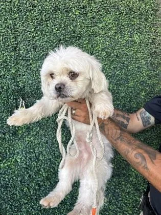 A baby medium-sized male Maltese dog named 61695271 for adoption in El Paso, TX