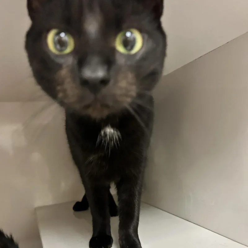 An adult medium-sized female Black Domestic Short Hair cat named Baby for adoption in Redwood City, CA