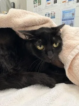 An adult small-sized female Domestic Short Hair cat named Galaxy for adoption in Seattle, WA