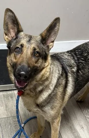 A young medium-sized female German Shepherd Dog dog named Penny for adoption in Redlands, CA