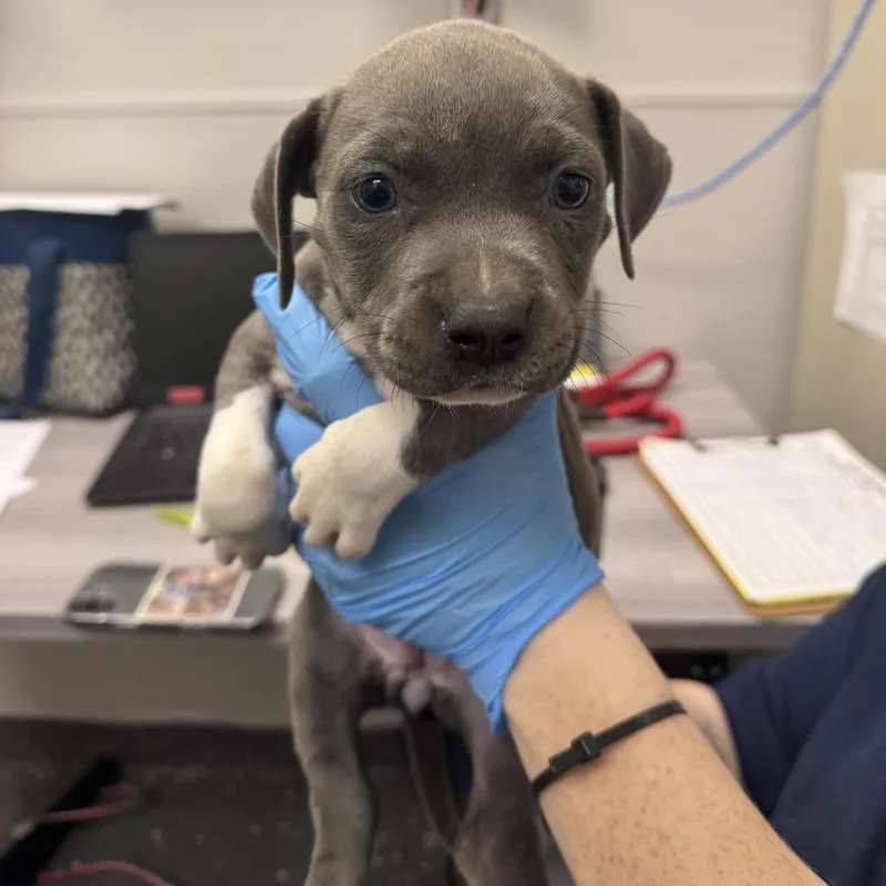 A baby small-sized female Gray / Blue / Silver Mixed Breed dog named Nani for adoption in Columbiana, AL