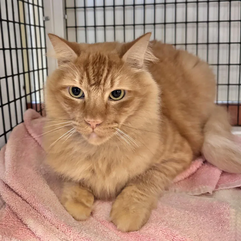 An adult large-sized male Orange / Red Domestic Long Hair cat named Mufasa for adoption in Burlingame, CA
