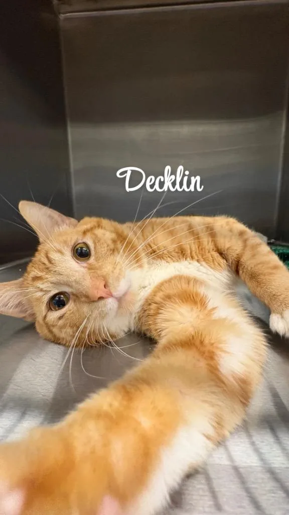 Decklin