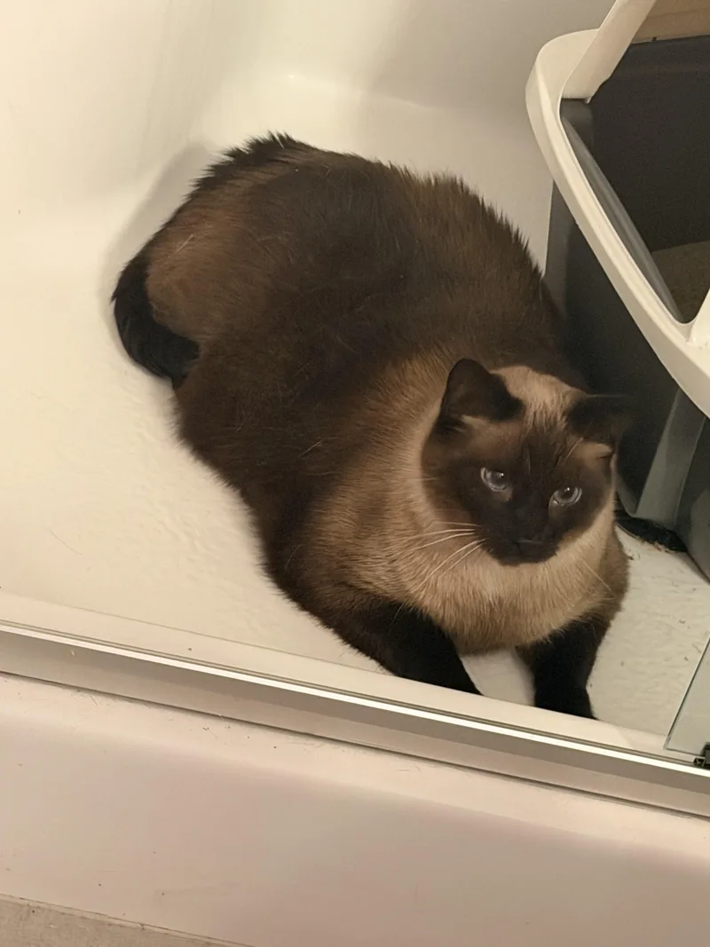 A senior extra large-sized male Seal Point Siamese cat named Simon for adoption in Louisville, KY