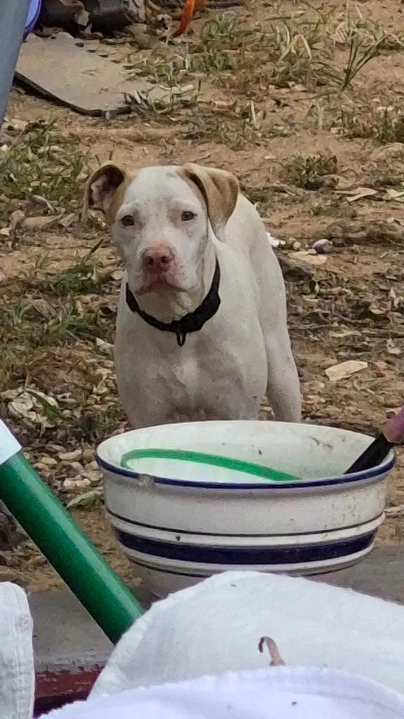 A young large-sized male Pit Bull Terrier dog named Nero for adoption in Hopkinsville, KY