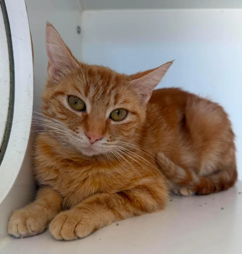 A young small-sized female Domestic Short Hair cat named Clementine for adoption in Lagrange, IN