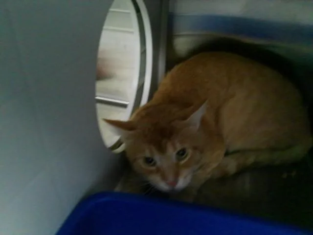 An adult medium-sized male Domestic Short Hair cat named Goliath for adoption in Kalamazoo, MI