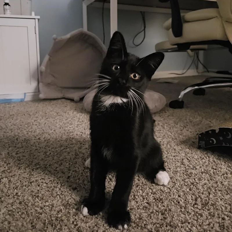 A baby small-sized male Black & White / Tuxedo Domestic Medium Hair cat named Kojak for adoption in Columbus, OH