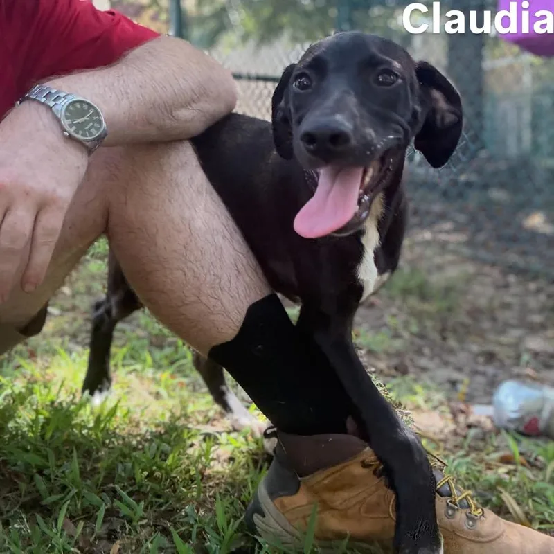 Claudia