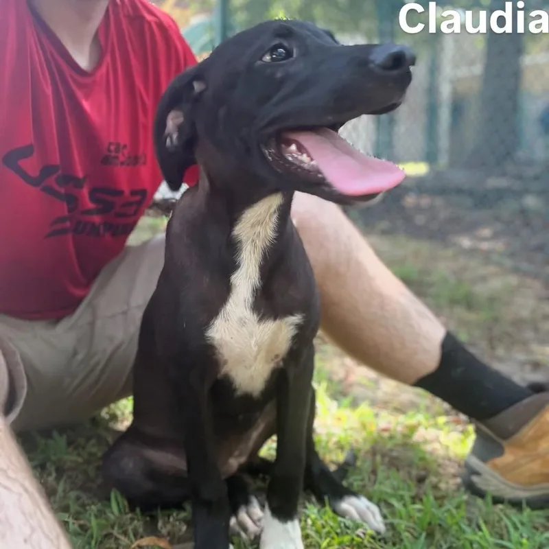 Claudia thumbnail 2