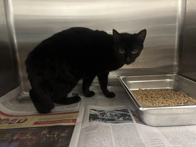 A young small-sized female Domestic Short Hair cat named Flow for adoption in Garland, TX