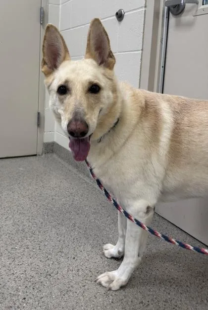 A senior large-sized female German Shepherd Dog dog named Delta for adoption in Fishers, IN
