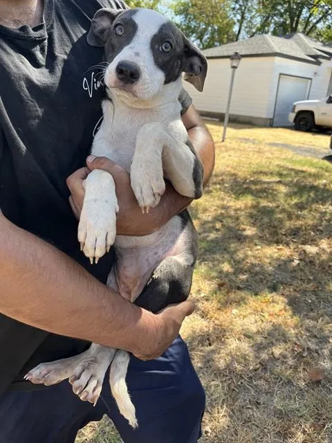 Dobby