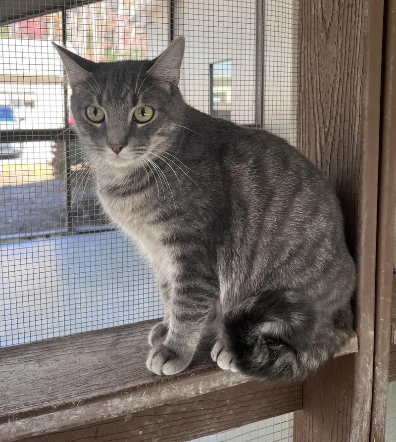 An adult medium-sized male Tabby (Gray / Blue / Silver) Domestic Short Hair cat named Berlioz for adoption in Cashiers, NC