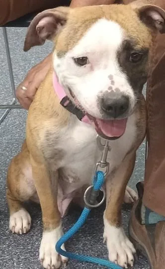 A young medium-sized female Golden American Bully dog named Bridget for adoption in Anchorage, AK