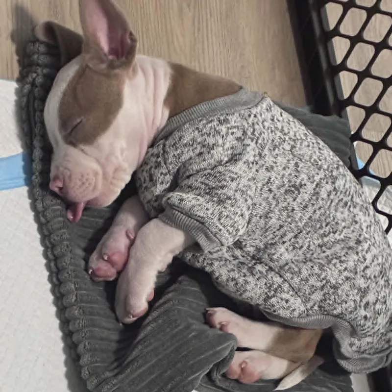 A baby medium-sized male White / Cream Pit Bull Terrier dog named Truitt for adoption in Schenectady, NY