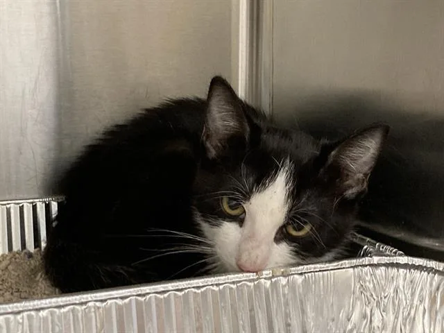 A baby small-sized male Domestic Short Hair cat named Windsor for adoption in Tustin, CA