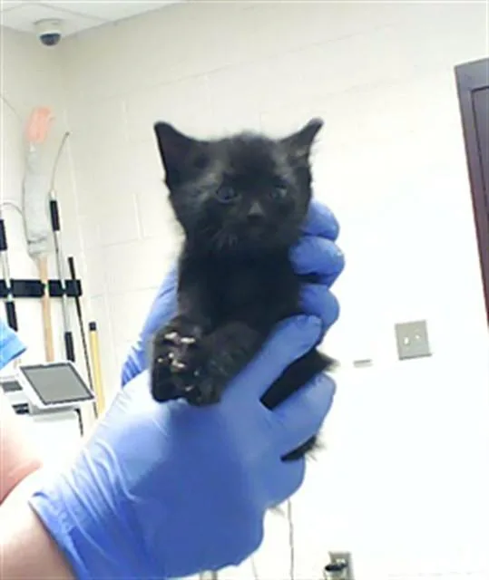 A baby small-sized female Domestic Short Hair cat named Poppy for adoption in Fayetteville, NC