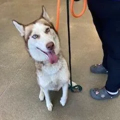 An adult medium-sized female Red / Chestnut / Orange Husky dog named YORKStray for adoption in York, PA